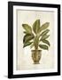 Botanica Fern-Emma Hill-Framed Art Print