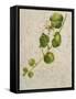 Botanica I-Patricia Pinto-Framed Stretched Canvas