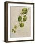 Botanica I-Patricia Pinto-Framed Art Print