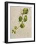 Botanica I-Patricia Pinto-Framed Art Print