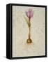 Botanica III-Patricia Pinto-Framed Stretched Canvas