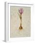 Botanica III-Patricia Pinto-Framed Art Print