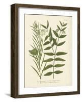 Botanica Indicum-The Vintage Collection-Framed Art Print