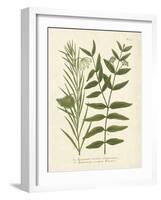 Botanica Indicum-The Vintage Collection-Framed Art Print