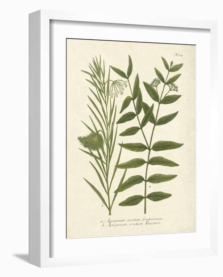 Botanica Indicum-The Vintage Collection-Framed Art Print