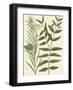 Botanica Indicum-The Vintage Collection-Framed Giclee Print