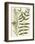 Botanica Indicum-The Vintage Collection-Framed Giclee Print