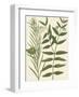 Botanica Indicum-The Vintage Collection-Framed Giclee Print