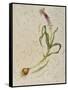 Botanica IV-Patricia Pinto-Framed Stretched Canvas