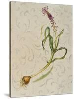 Botanica IV-Patricia Pinto-Stretched Canvas