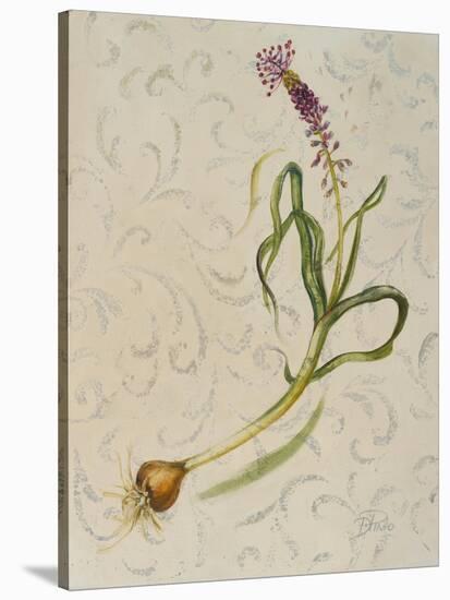 Botanica IV-Patricia Pinto-Stretched Canvas