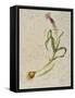 Botanica IV-Patricia Pinto-Framed Stretched Canvas