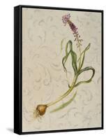 Botanica IV-Patricia Pinto-Framed Stretched Canvas