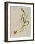 Botanica IV-Patricia Pinto-Framed Art Print