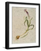 Botanica IV-Patricia Pinto-Framed Art Print
