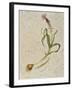 Botanica IV-Patricia Pinto-Framed Art Print