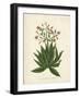 Botanica Serrata-The Vintage Collection-Framed Giclee Print