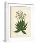 Botanica Serrata-The Vintage Collection-Framed Giclee Print