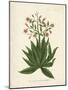 Botanica Serrata-The Vintage Collection-Mounted Giclee Print