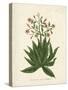 Botanica Serrata-The Vintage Collection-Stretched Canvas