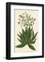 Botanica Serrata-The Vintage Collection-Framed Giclee Print