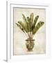 Botanica Tropical-Emma Hill-Framed Giclee Print