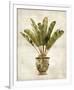 Botanica Tropical-Emma Hill-Framed Giclee Print