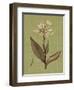 Botanica Verde II-John Seba-Framed Art Print