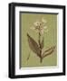 Botanica Verde II-John Seba-Framed Art Print