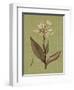 Botanica Verde II-John Seba-Framed Art Print