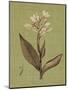 Botanica Verde II-John Seba-Mounted Art Print