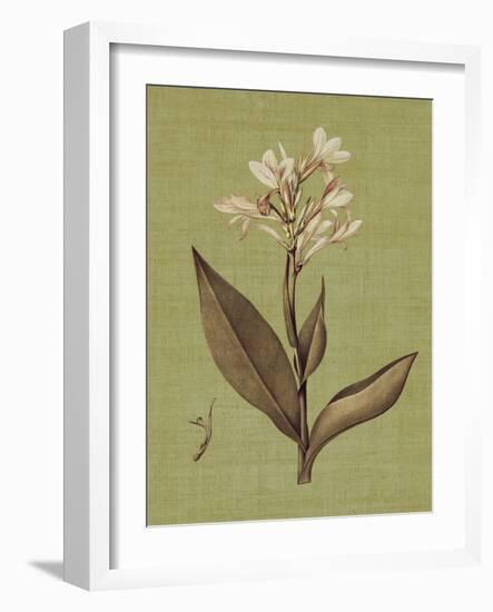 Botanica Verde II-John Seba-Framed Art Print