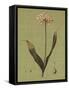 Botanica Verde III-John Seba-Framed Stretched Canvas