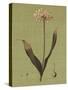 Botanica Verde III-John Seba-Stretched Canvas