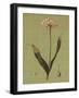 Botanica Verde III-John Seba-Framed Art Print