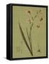 Botanica Verde IV-John Seba-Framed Stretched Canvas