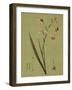 Botanica Verde IV-John Seba-Framed Art Print