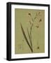 Botanica Verde IV-John Seba-Framed Art Print