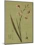 Botanica Verde IV-John Seba-Mounted Art Print