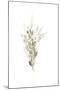 Botanica Whimsy I-June Vess-Mounted Art Print