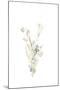 Botanica Whimsy II-June Vess-Mounted Art Print