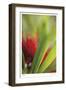 Botanical 1-Florence Delva-Framed Limited Edition