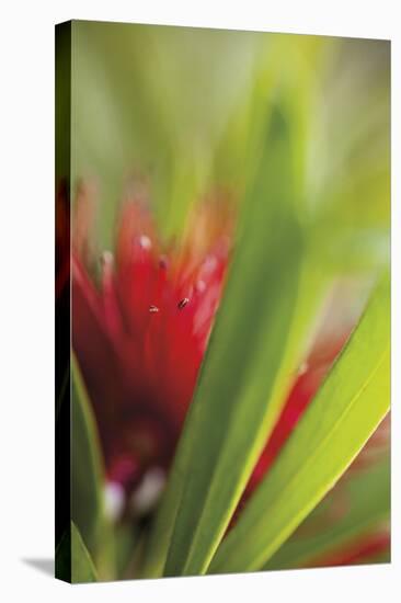 Botanical 1-Florence Delva-Stretched Canvas