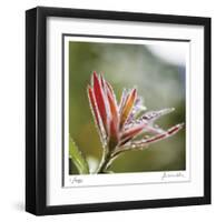 Botanical 2-Florence Delva-Framed Limited Edition