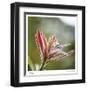 Botanical 2-Florence Delva-Framed Limited Edition