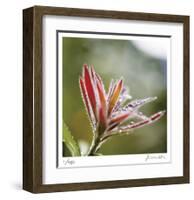 Botanical 2-Florence Delva-Framed Limited Edition