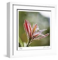 Botanical 2-Florence Delva-Framed Limited Edition