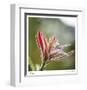 Botanical 2-Florence Delva-Framed Limited Edition