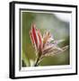 Botanical 2-Florence Delva-Framed Limited Edition