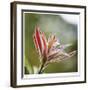 Botanical 2-Florence Delva-Framed Limited Edition